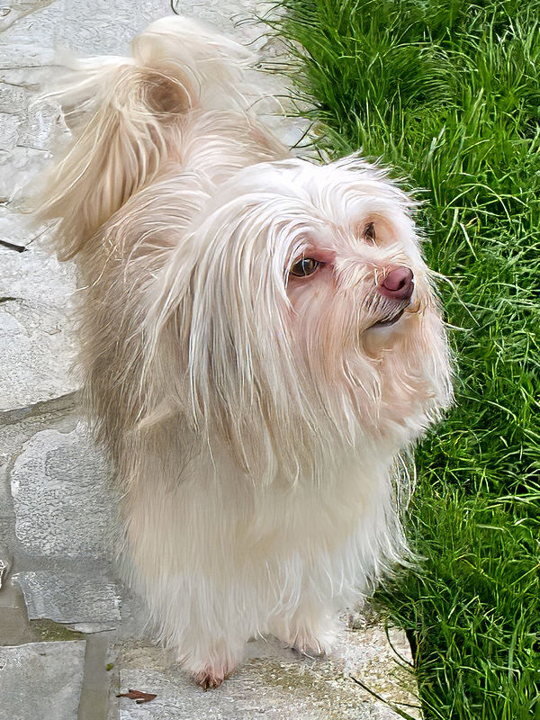 Peewee: Alles Gute zum neunten Geburtstag! ⭐ Bolonka Zwetna vom Bibastern