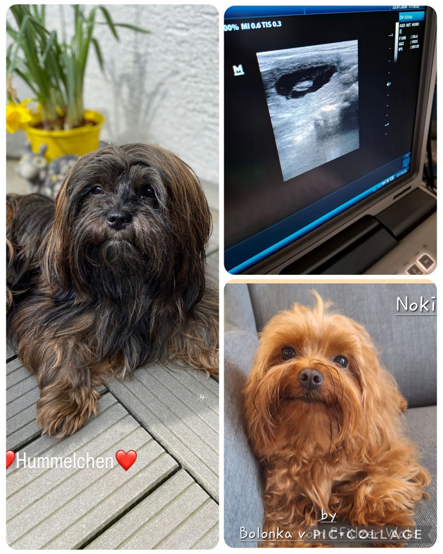 Der Countdown läuft&nbsp;…  ⭐ Bolonka Zwetna vom Bibastern