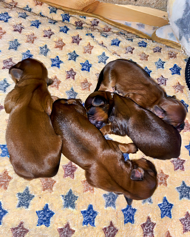 3 Buben und 1 Mädchen ⭐ Bolonka Zwetna vom Bibastern