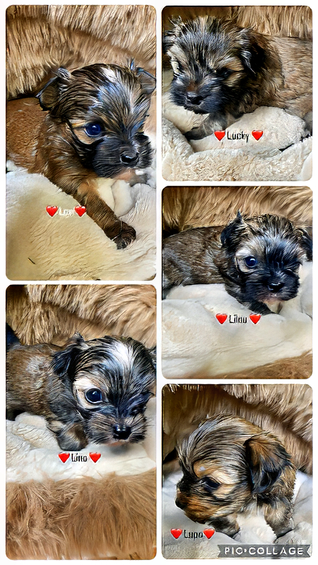 Lucky, Lilou, Lupo, Lino und Levi:  1. Geburtstag ⭐ Bolonka Zwetna vom Bibastern